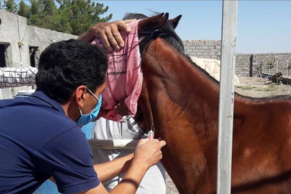 بیماری مشممشه در اسب