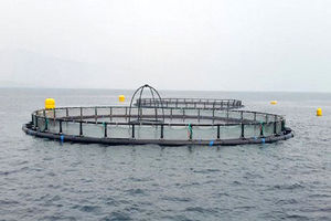 آغاز ذخیره سازی بچه ماهی در بندرکنگ