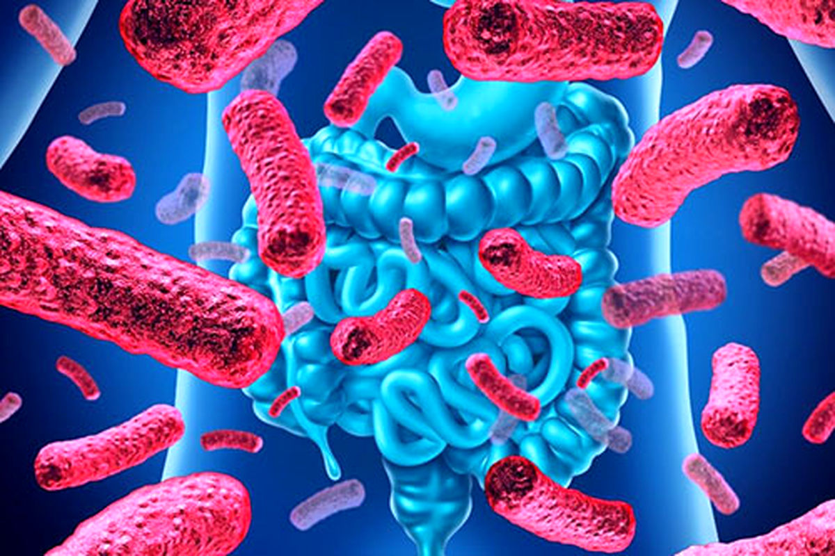 باکتری های بدن