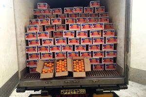 بیش از ۶۵۰ تن نارنگی پاکستانی از مبادی مرزی سیستان وبلوچستان وارد ایران شد