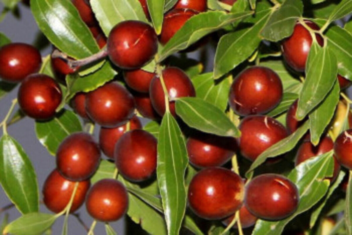 عناب