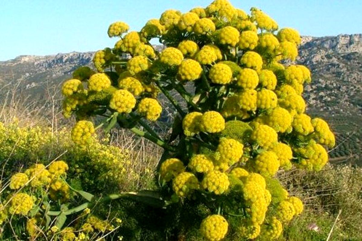 گیاه دارویی