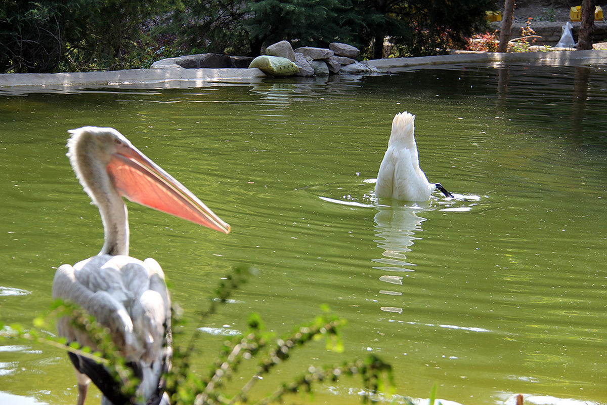 باغ پرندگان تهران
