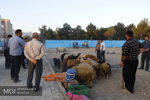 نظارت ۱۳۲ گروه ثابت و سیار بر مراکز عرضه دام