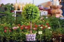 راه اندازی کنسرسیوم صادراتی گل و گیاه و ماهی قزل آلا در مازندران