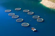 قفس‌های خرد ساحلی؛ فرصت تازه برای توسعه شیلات و اشتغال در هرمزگان