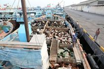 محموله بزرگ دام زنده قاچاق در گمرک بندر شهید باهنر توقیف شد