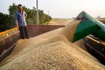 خرید تضمینی گندم در خراسان رضوی از مرز ۳۷۰ هزار تن عبور کرد