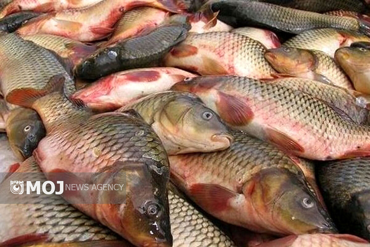 ماهی