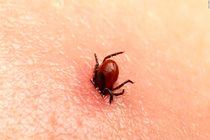 تب کریمه در خوزستان مشاهده نشد