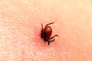 تب کریمه در خوزستان مشاهده نشد