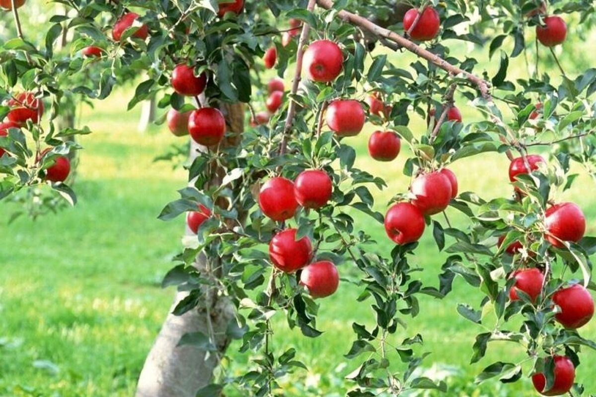 سیب درختی