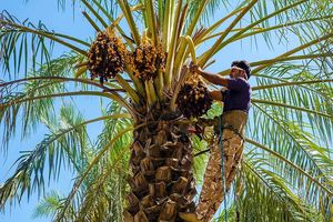گرده افشانی نخیلات در شهرستان میناب به پایان رسید