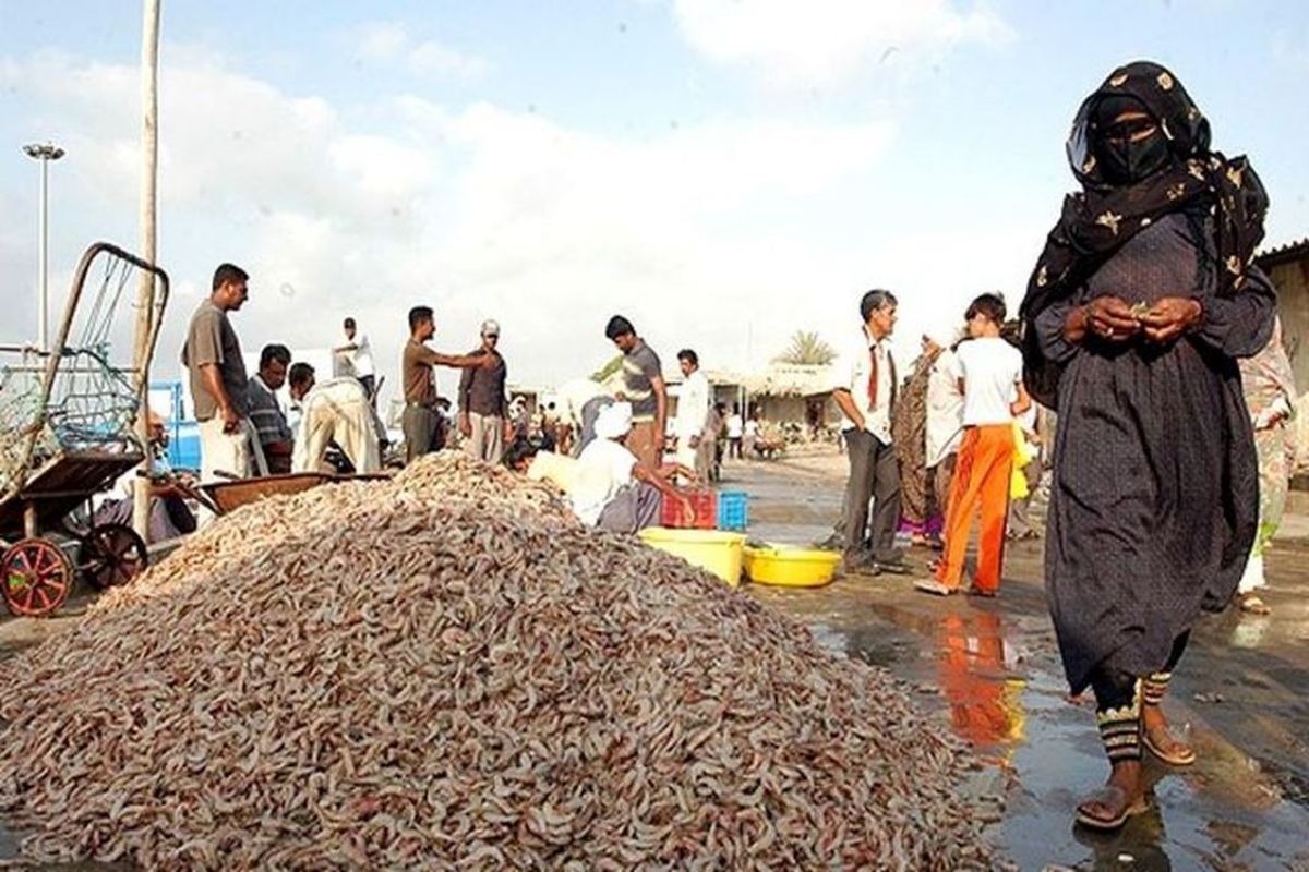 صید میگو در هرمزگان 