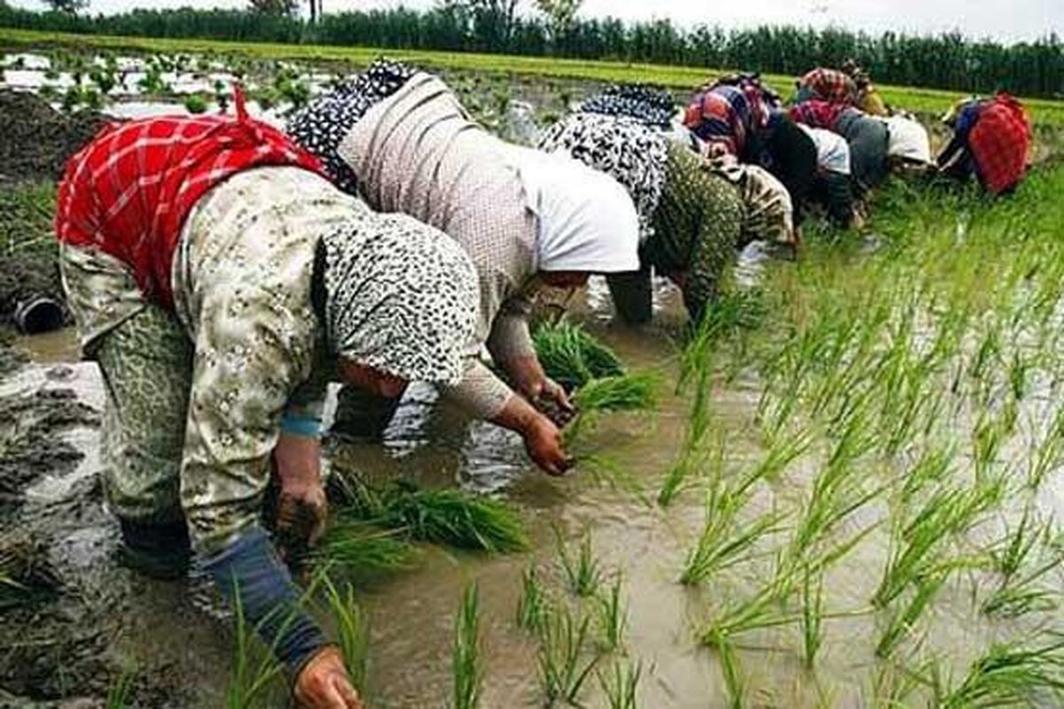 شالیزارهای مازندران.