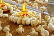 واردات جوجه و توزیع به قیمت توافقی در دستور کار قرار دارد