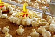 جوجه ریزی 600 هزار قطعه ای در مرغداریهای قائم شهر