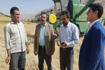 ۳۱کمباین در سیروان مشغول برداشت محصولات کشاورزی هستند