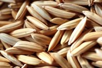 آغاز توزیع هزار تن بذر اصلاح شده در گیلان