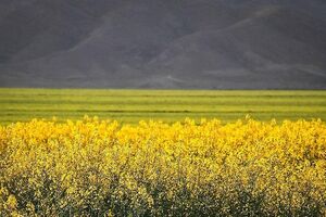 مشکل کمبود بذر کشاورزان در استان گلستان برطرف می‌شود