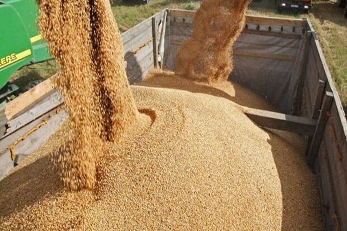 نهاده دامی