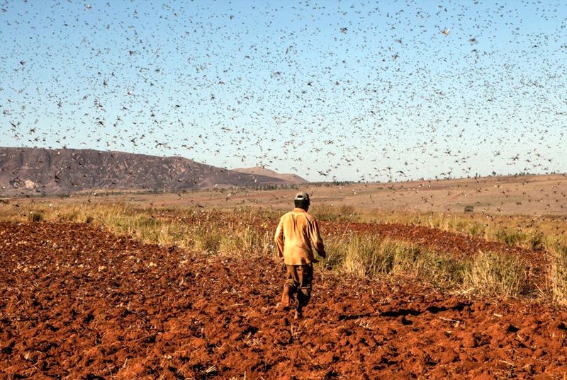 هجوم ملخها به هرمزگان مبحث تازهای نیست/برای مبارزه با ملخ ها هیچ محدودیتی نداریم