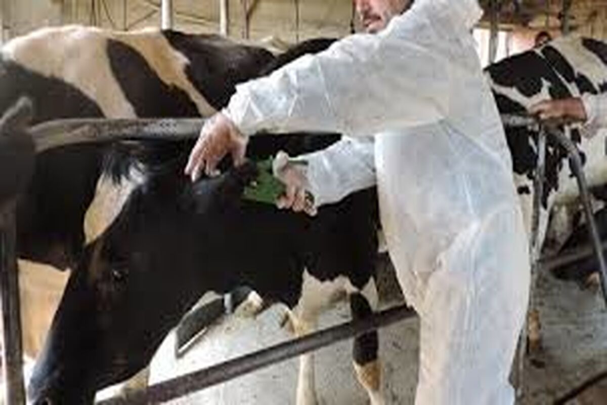 گاوداری