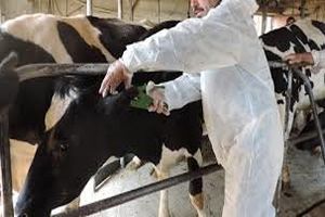 کشف  13راس دام قاچاق در بهار