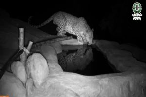 ثبت تصویر سه فرد پلنگ ایرانی در منطقه حفاظت‌شده سبزکوه چهارمحال‌وبختیاری