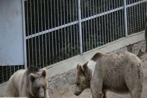 مرگ کارگر پارک باغ وحش صفه اصفهان در قفس خرس‌ها
