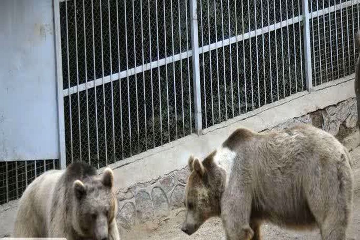 خرس