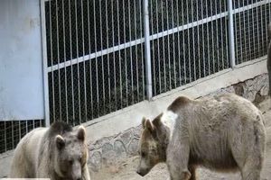مرگ کارگر پارک باغ وحش صفه اصفهان در قفس خرس‌ها