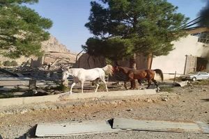 ۶۰ اسب قهرمان قربانی حمله اسرائیل به کرمانشاه