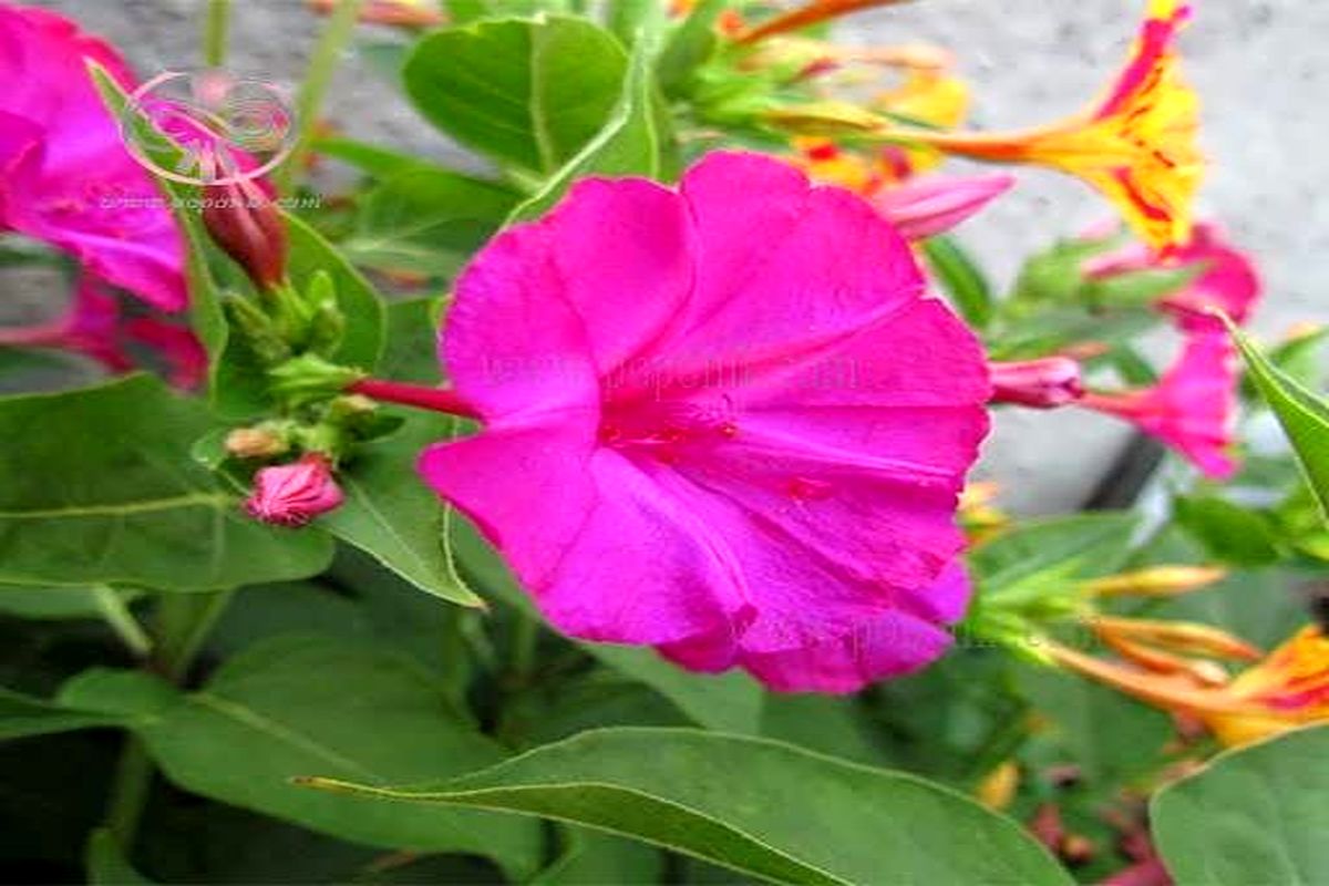 جشنواره گل لاله عباسی