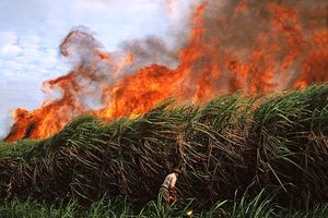 از آتش زدن مزارع نیشکر در خوزستان تا بهبود نسبی هوا خودداری شود