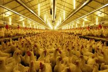 حدود ۳ هزار میلیارد ریال وام طرح مردمی‌سازی یارانه‌ها در کردستان پرداخت شد