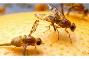 مگس میوه در 261 هکتار باغ بابل ردیابی شد