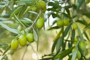 پیش بینی برداشت ۳۵ هزار تن زیتون از باغات رودبار/ آغاز برداشت نوبرانه زیتون ماری در رودبار
