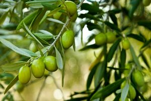 پیش بینی برداشت ۳۵ هزار تن زیتون از باغات رودبار/ آغاز برداشت نوبرانه زیتون ماری در رودبار