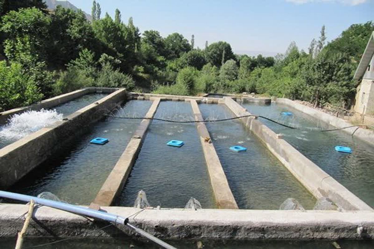 پرورش ماهیان سردآبی