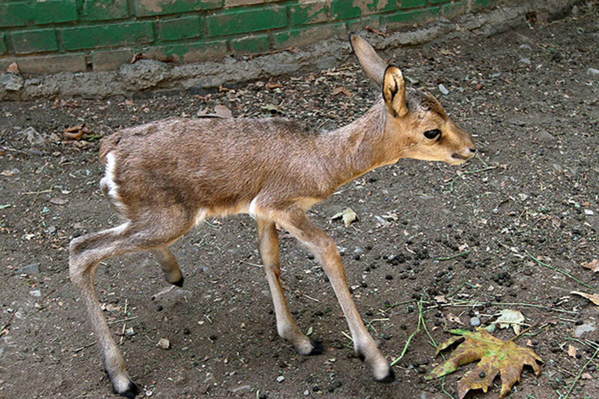 آهوی 