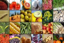 توجه به فقر و گرسنگی در روز جهانی غذا