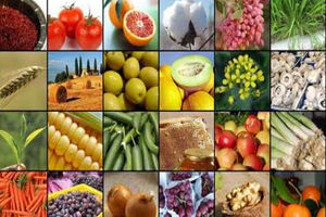 توجه به فقر و گرسنگی در روز جهانی غذا