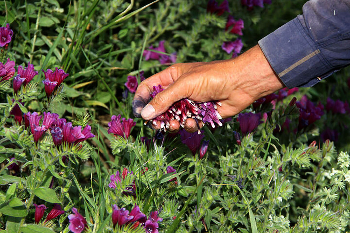  تولید گیاهان دارویی