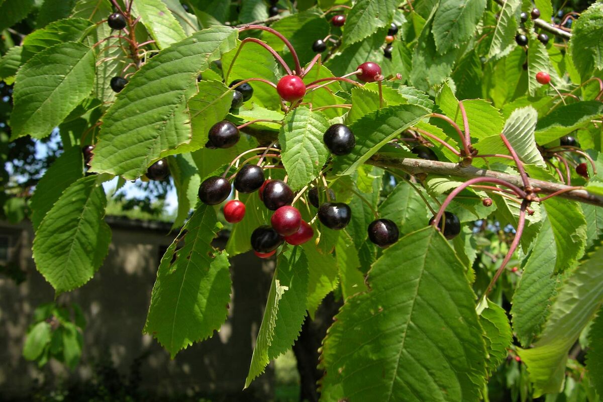 گیلاس وحشی