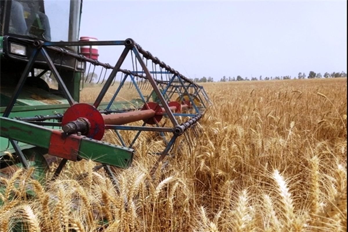آغاز برداشت گندم