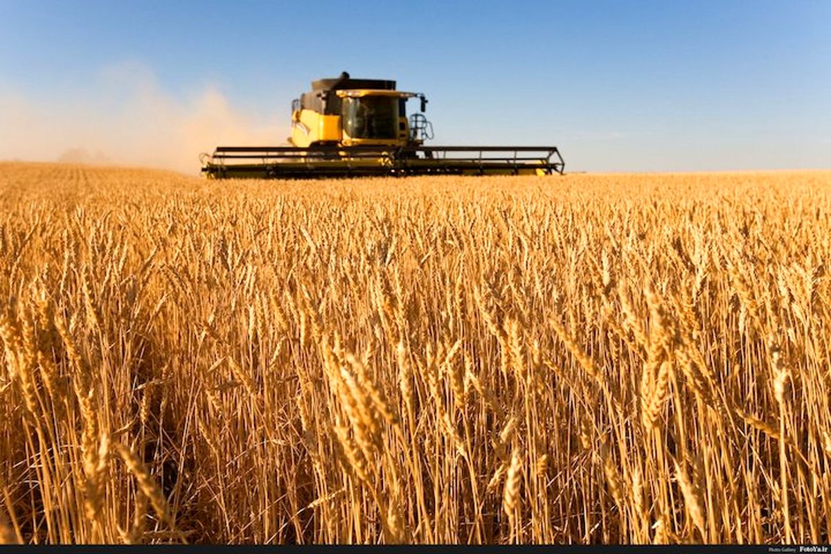 گندم معمولی