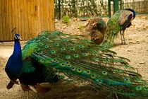 پرندگان در شهرها خشمگین تر می شوند