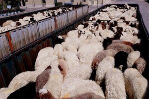ممنوعیت انتقال دام و فرآورده های خام دامی بدون مجوز در استان اصفهان