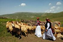 آغاز جبران خسارت سیل عشایر ایلام 